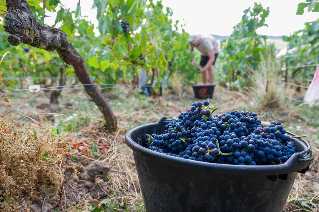 Modelo alimentar francês enfrenta desafios com aumento das importações e mudanças climáticas