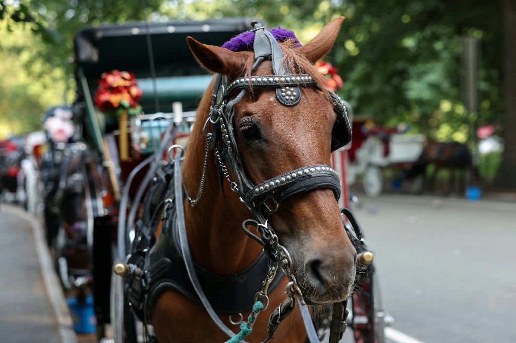 Nova York decide encerrar passeios de carruagens no Central Park após tragédia