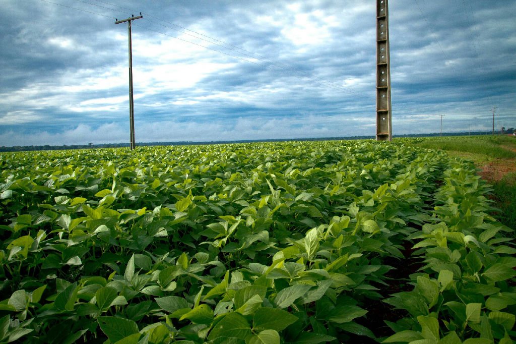 Produtores de proteína de soja solicitam taxa contra a China, maior comprador do Brasil