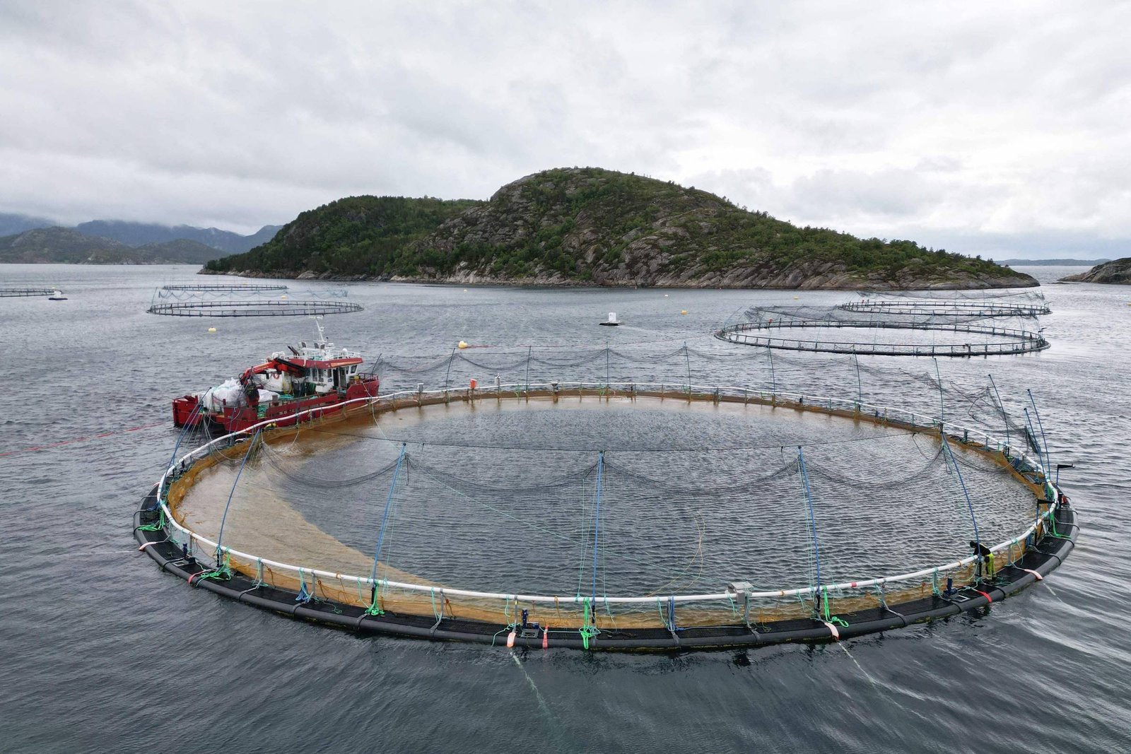 Produtores de salmão adotam derivados de frango na alimentação dos peixes