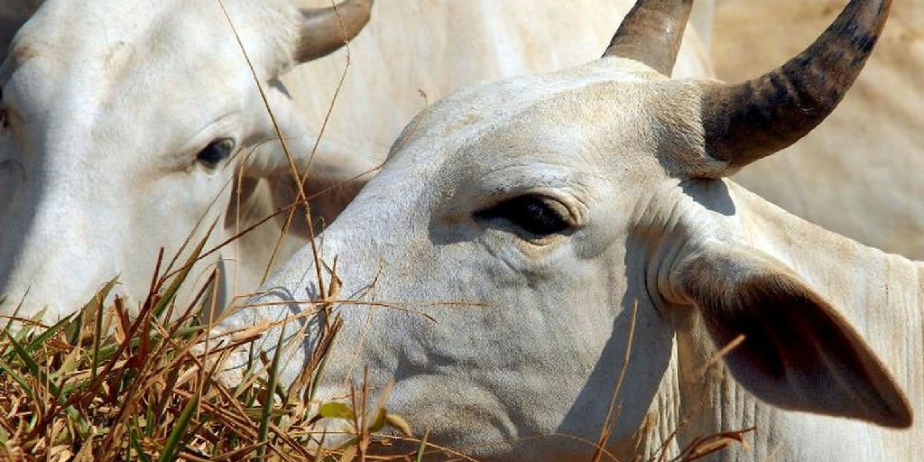 Tarifa de 67% onera carne brasileira no mercado chinês a partir de outubro